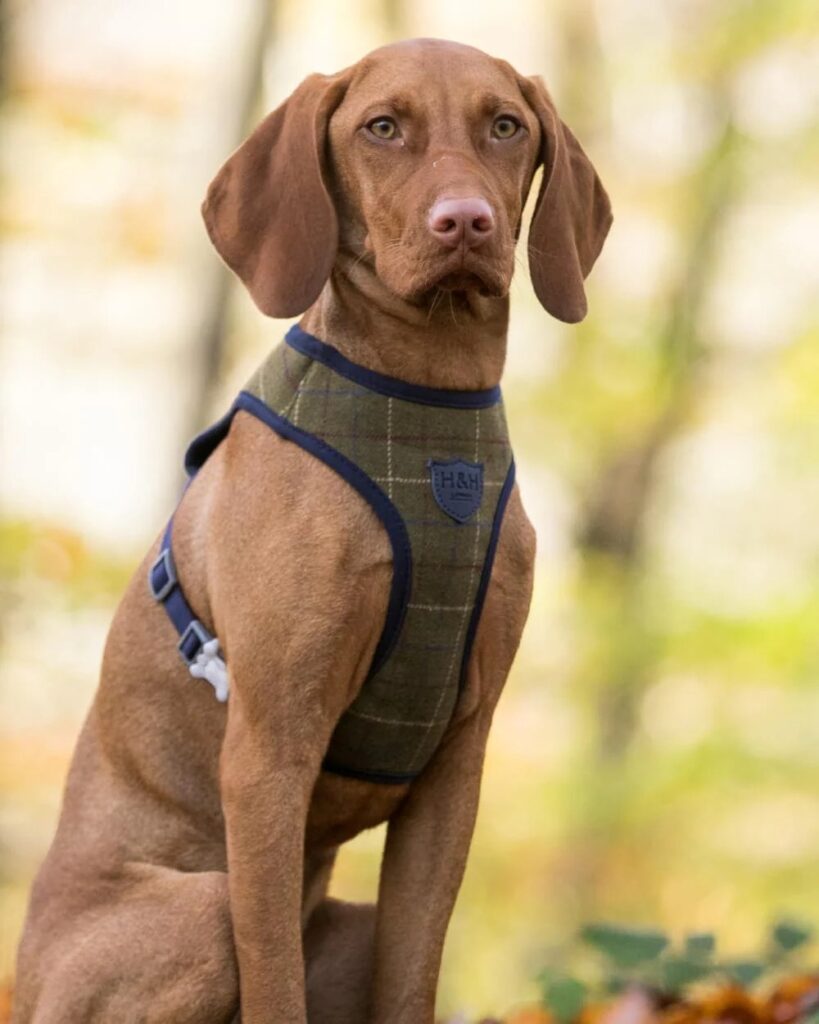 Hugo & Hudson - Herringbone Harness