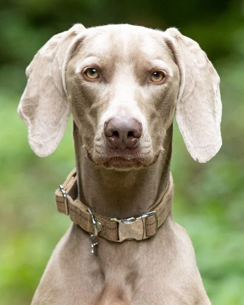Herringbone Collars