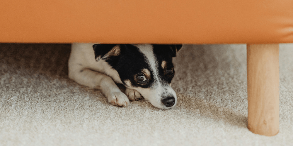 Nervous dog hiding under sofa.