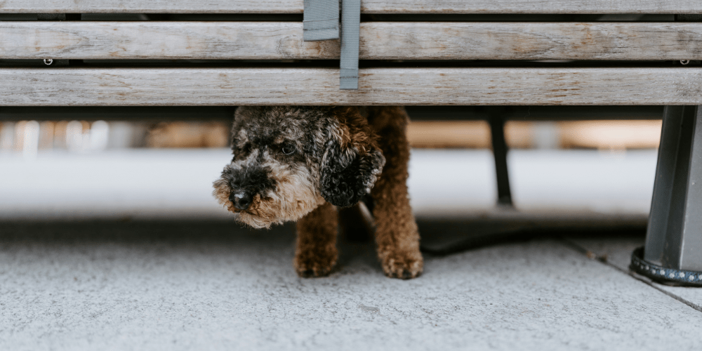 Nervous dog hiding under a bench.
