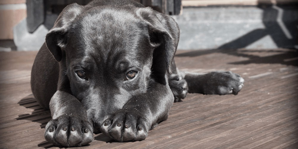 Upset dog hiding between paws.