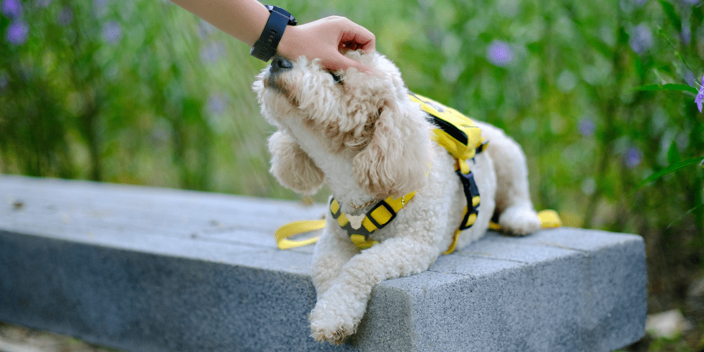 Calm dog wearing yellow warning colour.
