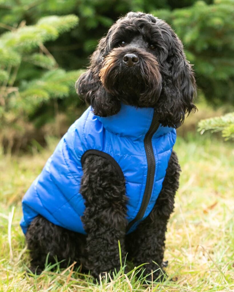 Dog Coats
